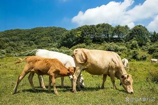 PFA年度最佳候选：丁丁、哈兰德、凯恩、厄德高、萨卡、斯通斯